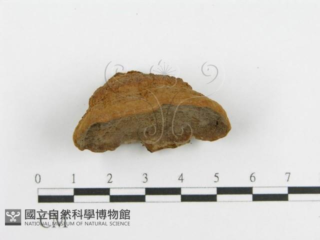 登錄號:F0012739藏品圖，第4張