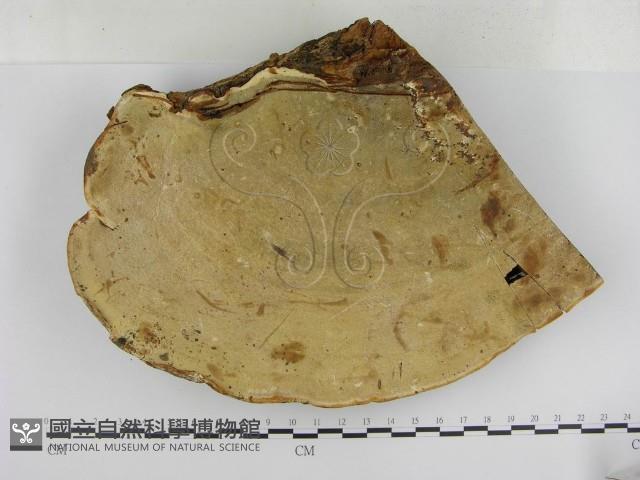 登錄號:F0013739藏品圖，第4張