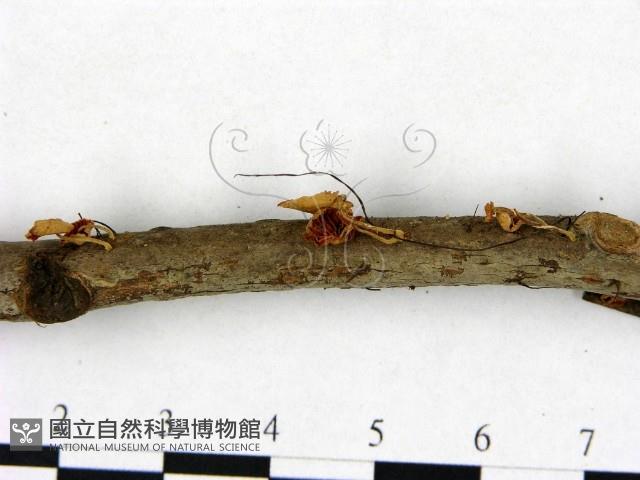 登錄號:F0008539藏品圖，第4張