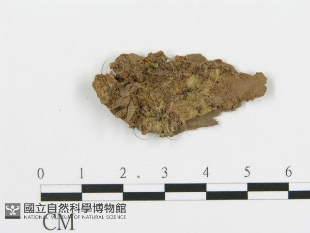 串擔革菌屬藏品圖，第4張