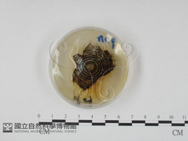 登錄號:F0022139藏品圖，第4張