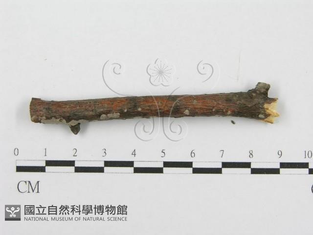 筍殼菌屬藏品圖，第4張
