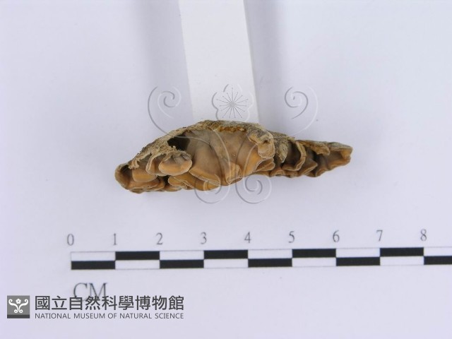 登錄號:F0014039藏品圖，第4張