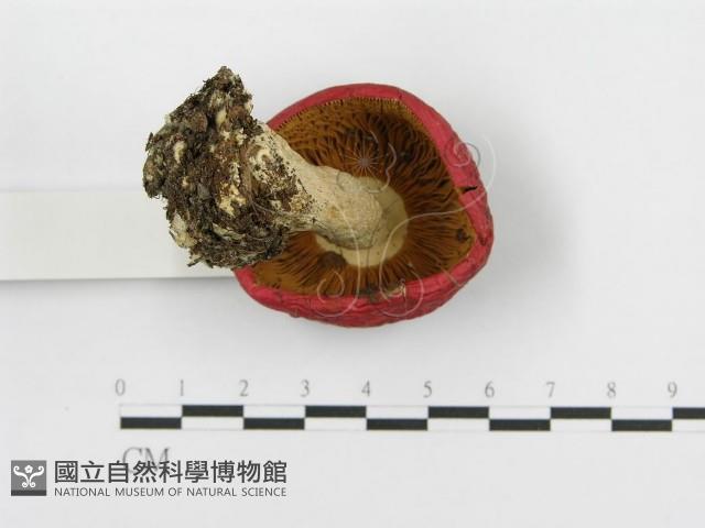 紅菇屬藏品圖，第4張