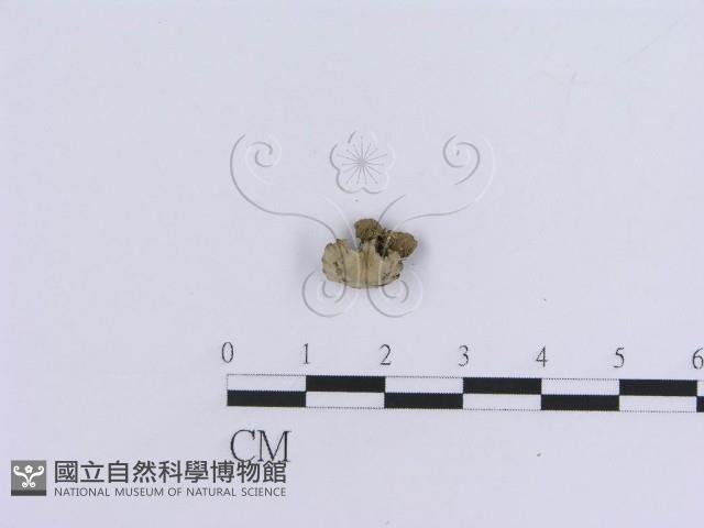 登錄號:F0019039藏品圖，第4張