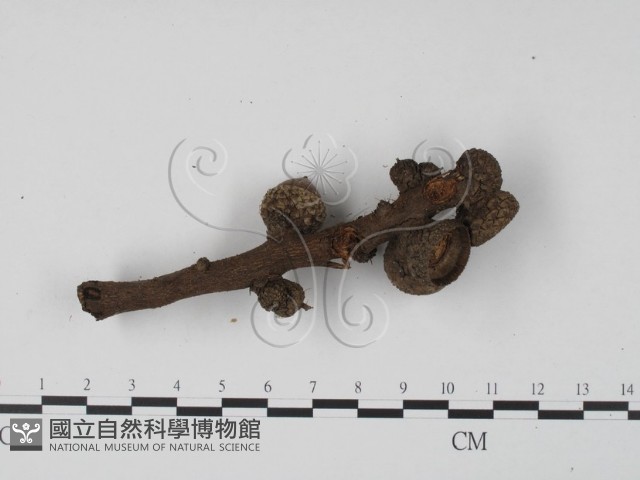 登錄號:F0003039藏品圖，第4張