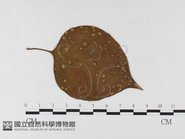 登錄號:F0026339藏品圖，第4張