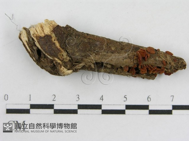登錄號:F0014339藏品圖，第4張