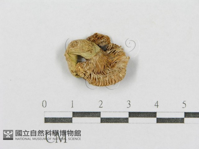 紅菇屬藏品圖，第4張