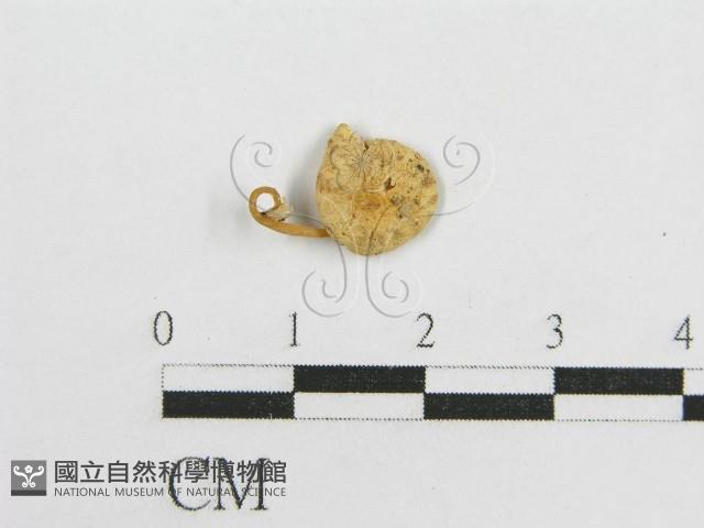 微皮傘屬藏品圖，第4張