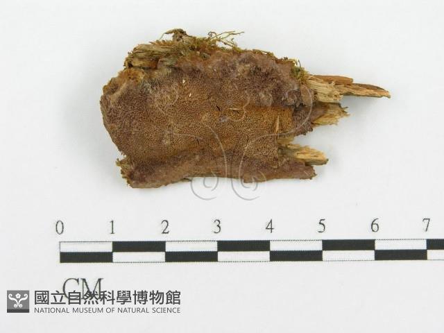 登錄號:F0017339藏品圖，第4張