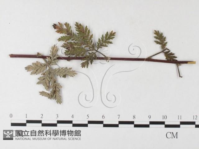 登錄號:F0026279藏品圖，第4張