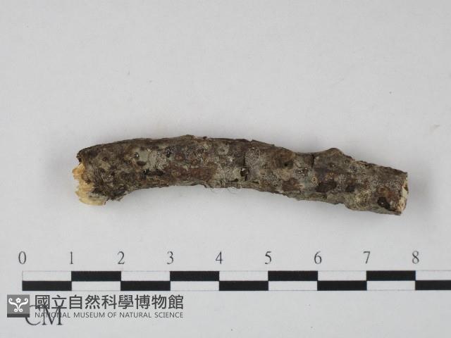 登錄號:F0004279藏品圖，第4張