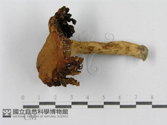 紅菇屬藏品圖，第4張