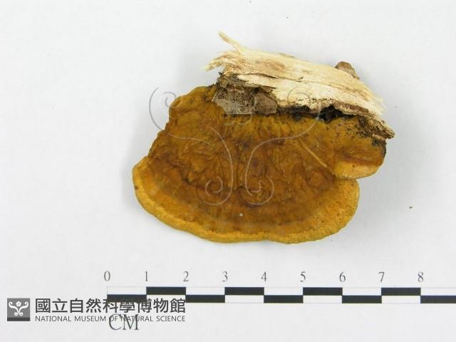 登錄號:F0017279藏品圖，第4張