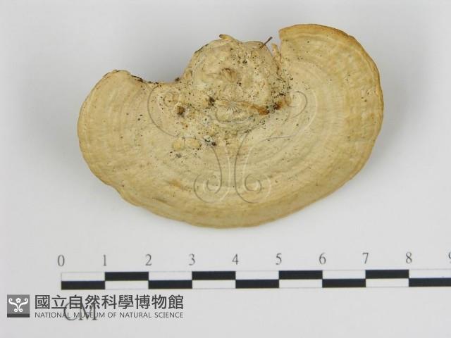 登錄號:F0018879藏品圖，第4張