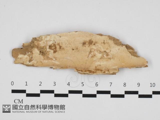 登錄號:F0032879藏品圖，第4張