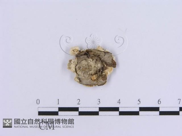登錄號:F0017879藏品圖，第4張