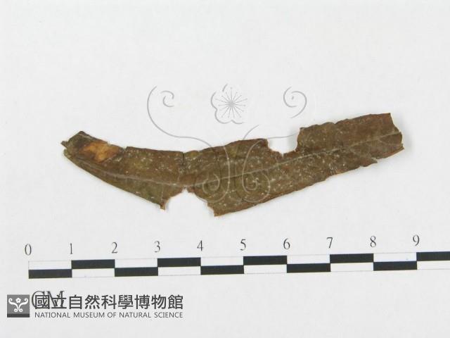 登錄號:F0018979藏品圖，第4張