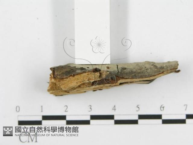 登錄號:F0014979藏品圖，第4張