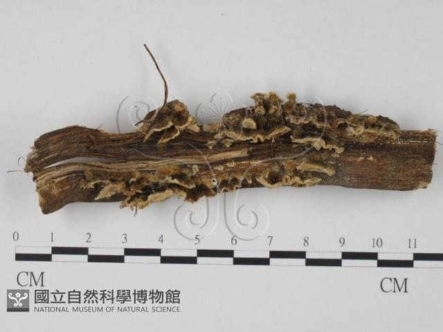登錄號:F0019979藏品圖，第4張