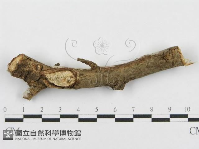 登錄號:F0010479藏品圖，第4張