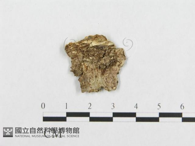 登錄號:F0017479藏品圖，第4張
