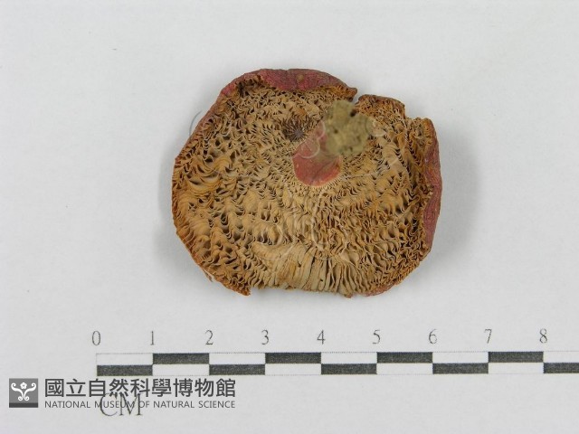 紅菇屬藏品圖，第4張