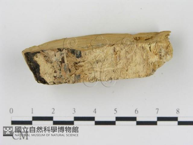松生擬層孔菌藏品圖，第4張