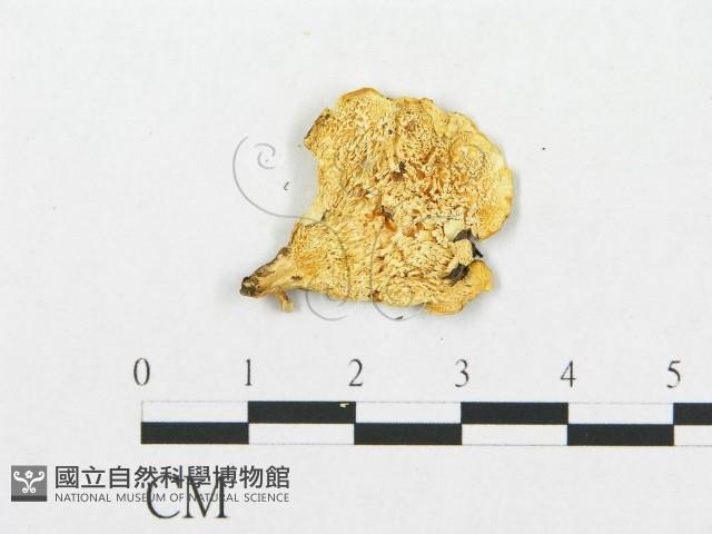 登錄號:F0015779藏品圖，第4張