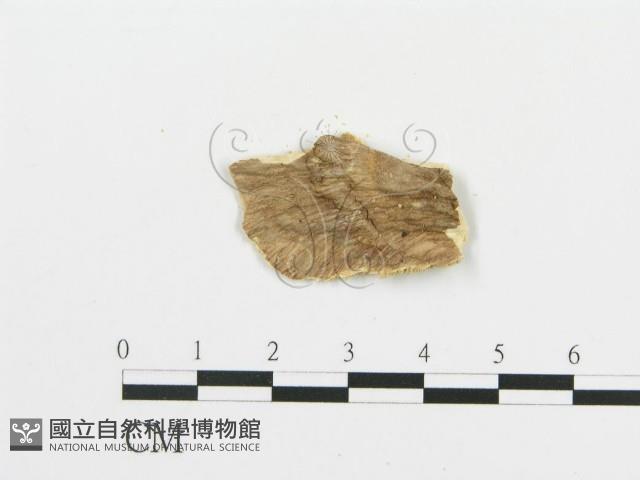 登錄號:F0019779藏品圖，第4張
