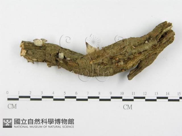 登錄號:F0000579藏品圖，第4張