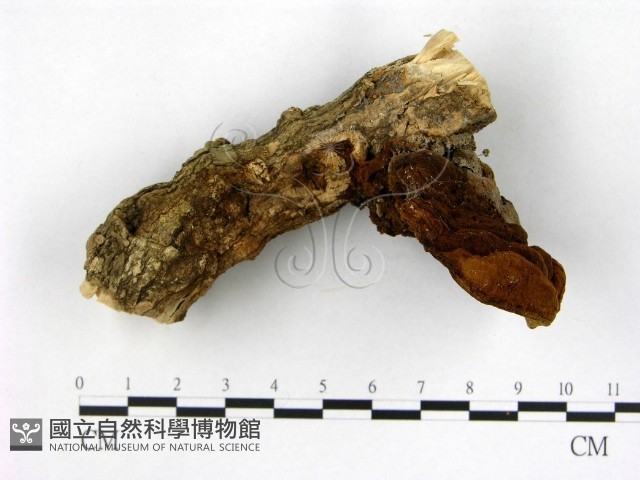 登錄號:F0010579藏品圖，第4張