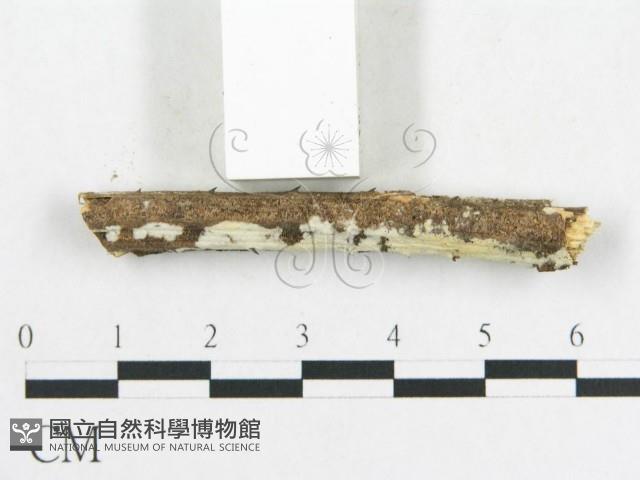 登錄號:F0001579藏品圖，第4張
