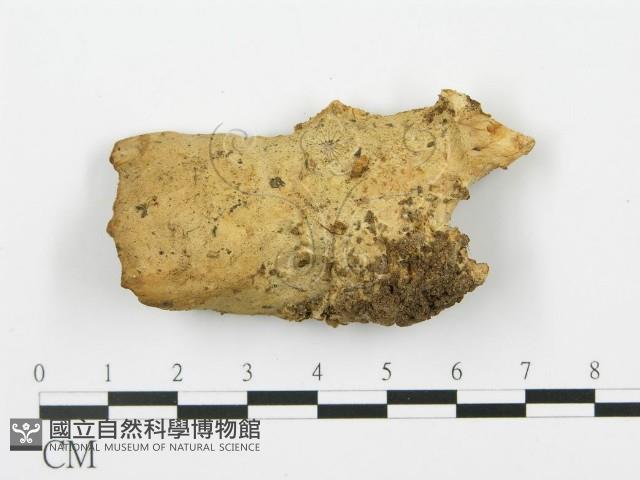 登錄號:F0004579藏品圖，第4張