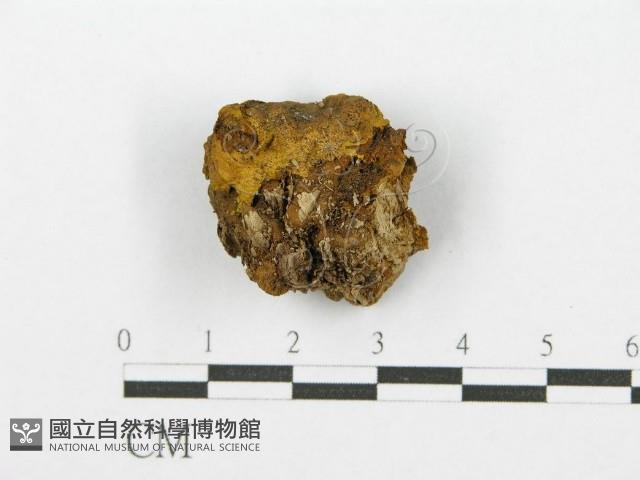 登錄號:F0017579藏品圖，第4張
