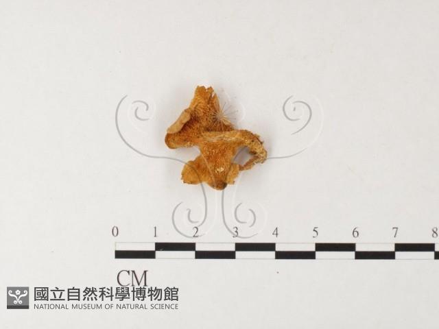 登錄號:F0026179藏品圖，第4張