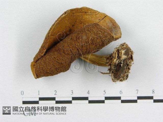 登錄號:F0002179藏品圖，第4張