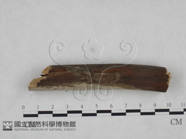 登錄號:F0025179藏品圖，第4張
