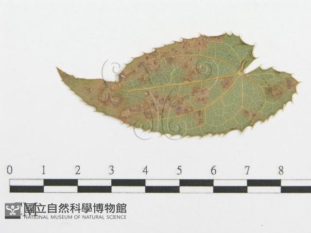登錄號:F0019179藏品圖，第4張