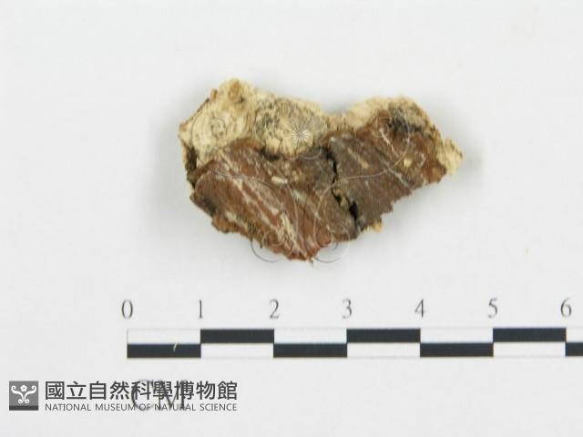 登錄號:F0006079藏品圖，第4張