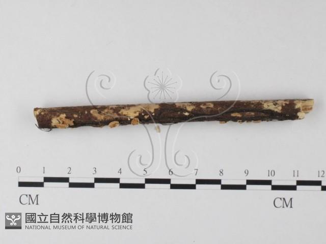登錄號:F0001079藏品圖，第4張