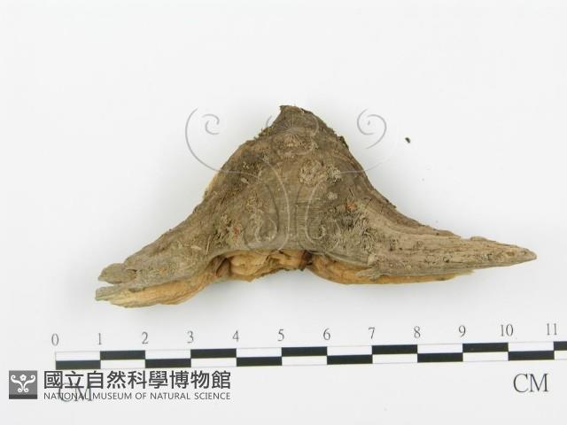 登錄號:F0006379藏品圖，第4張