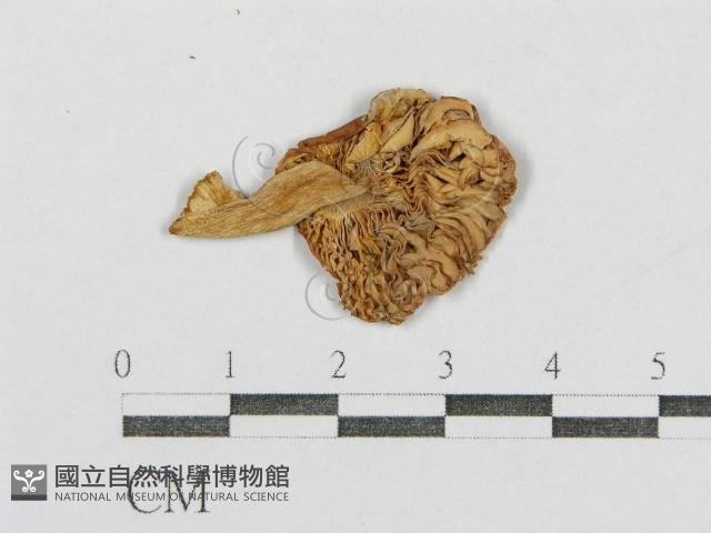 紅菇屬藏品圖，第4張