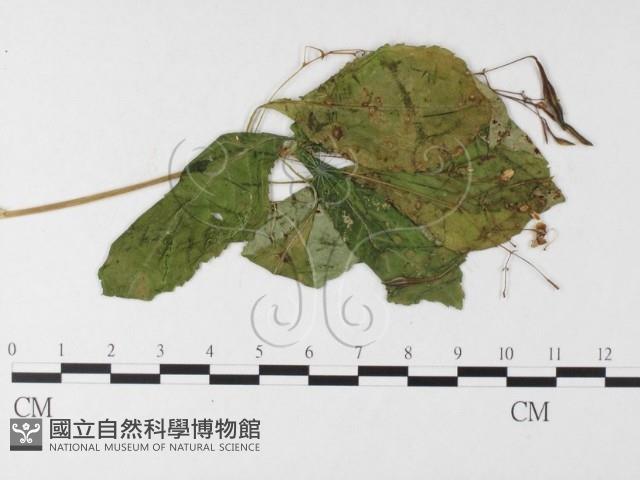 登錄號:F0026263藏品圖，第4張