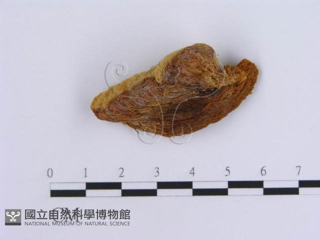 登錄號:F0017263藏品圖，第4張