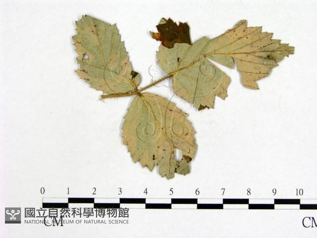 登錄號:F0019263藏品圖，第4張