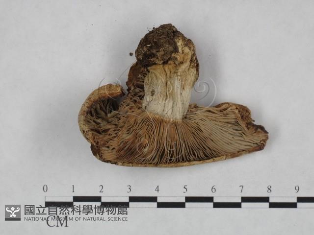 乳菇屬藏品圖，第4張