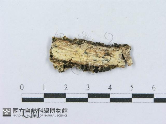 射脈菌屬藏品圖，第4張