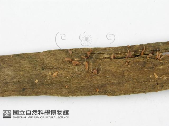 登錄號:F0015863藏品圖，第4張